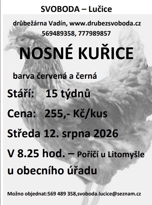kuřice