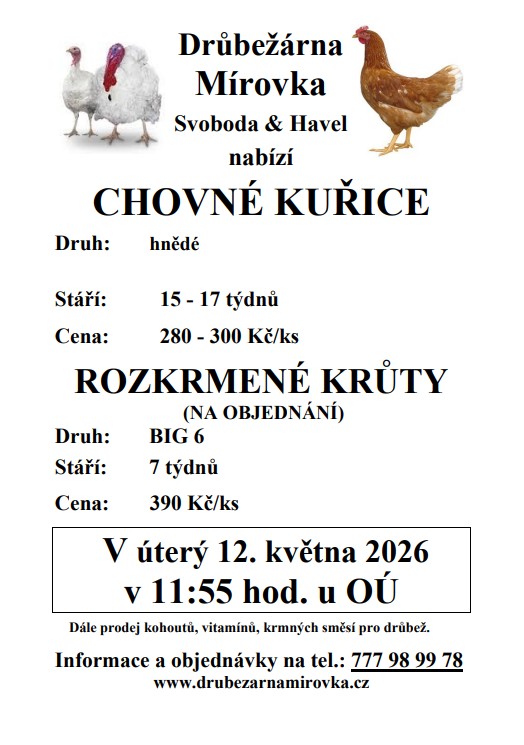 kuřice květen