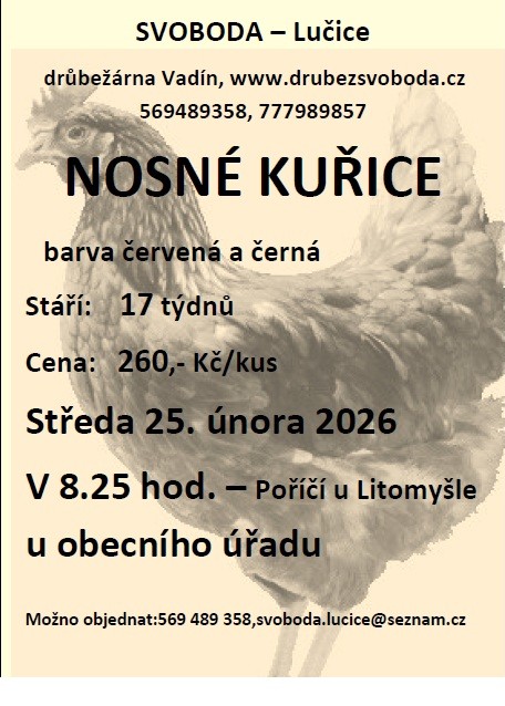 kuřice